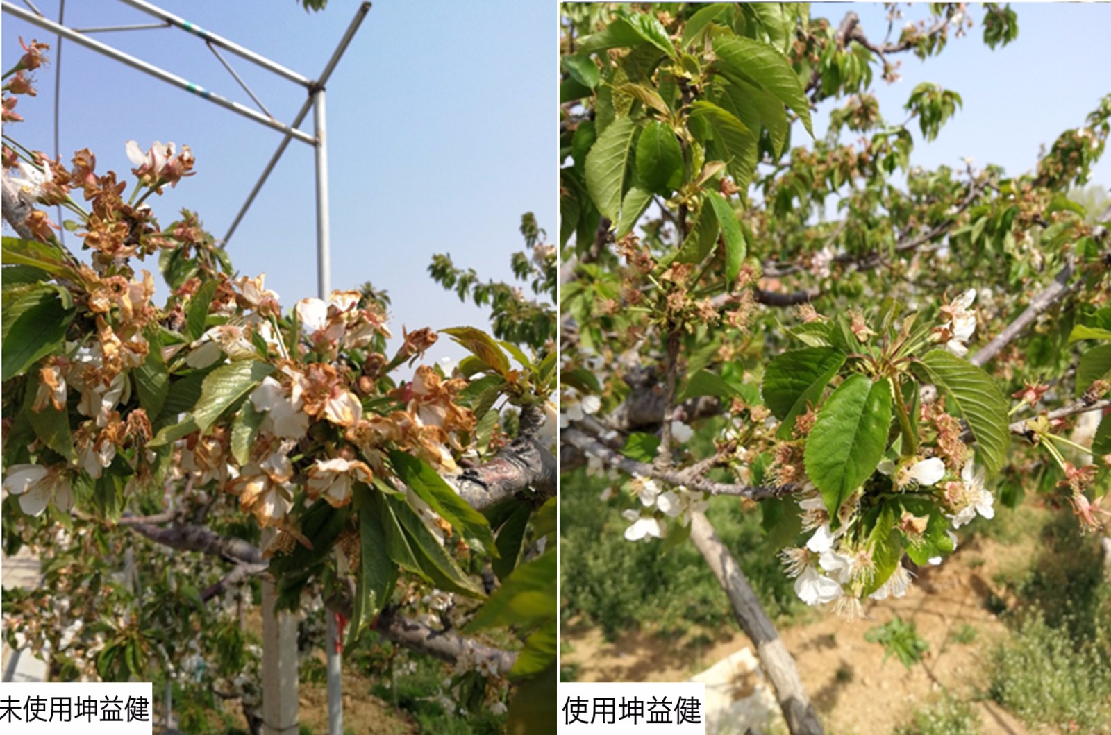 對(duì)比  花.jpg