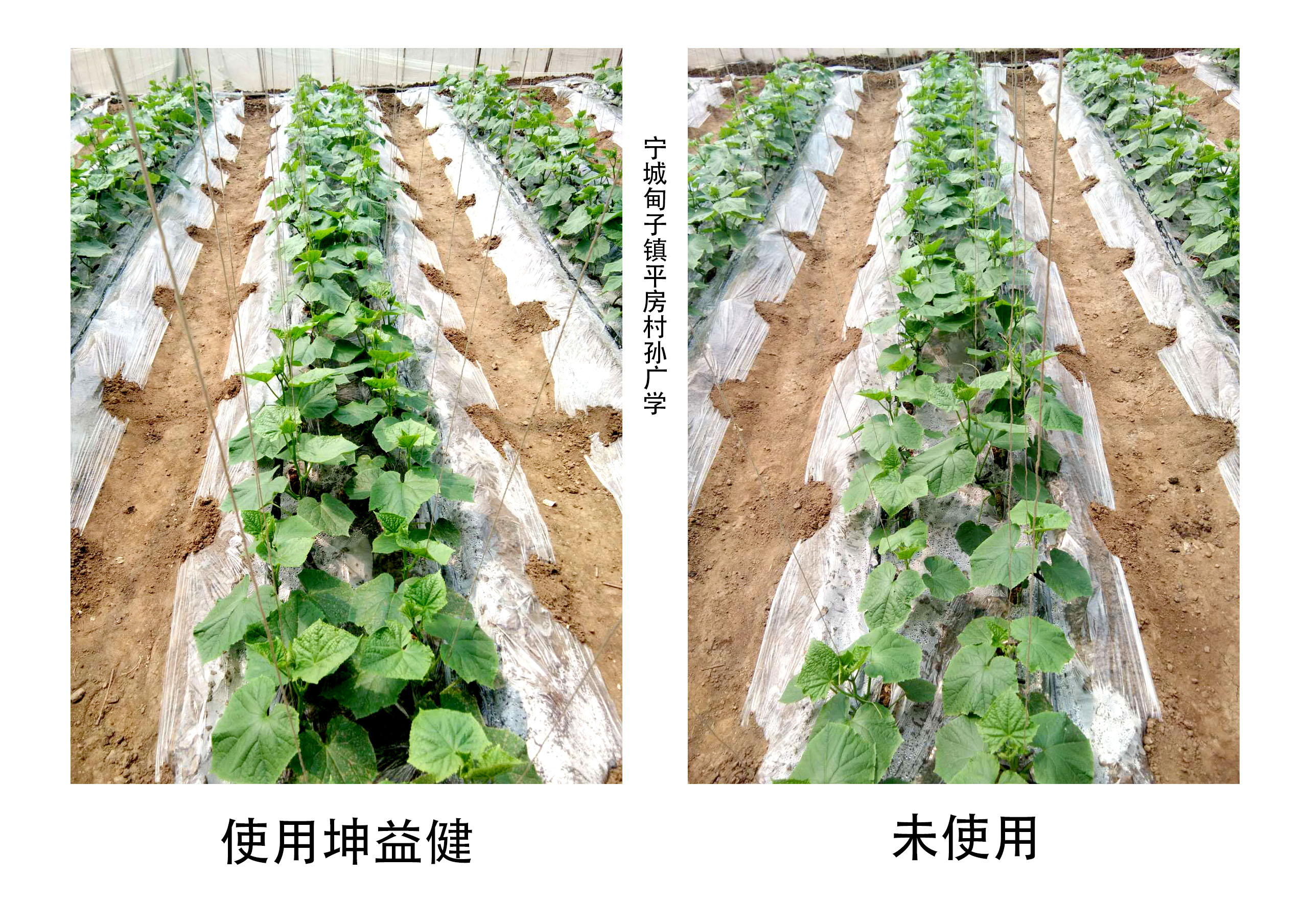 黃瓜對(duì)比圖.jpg