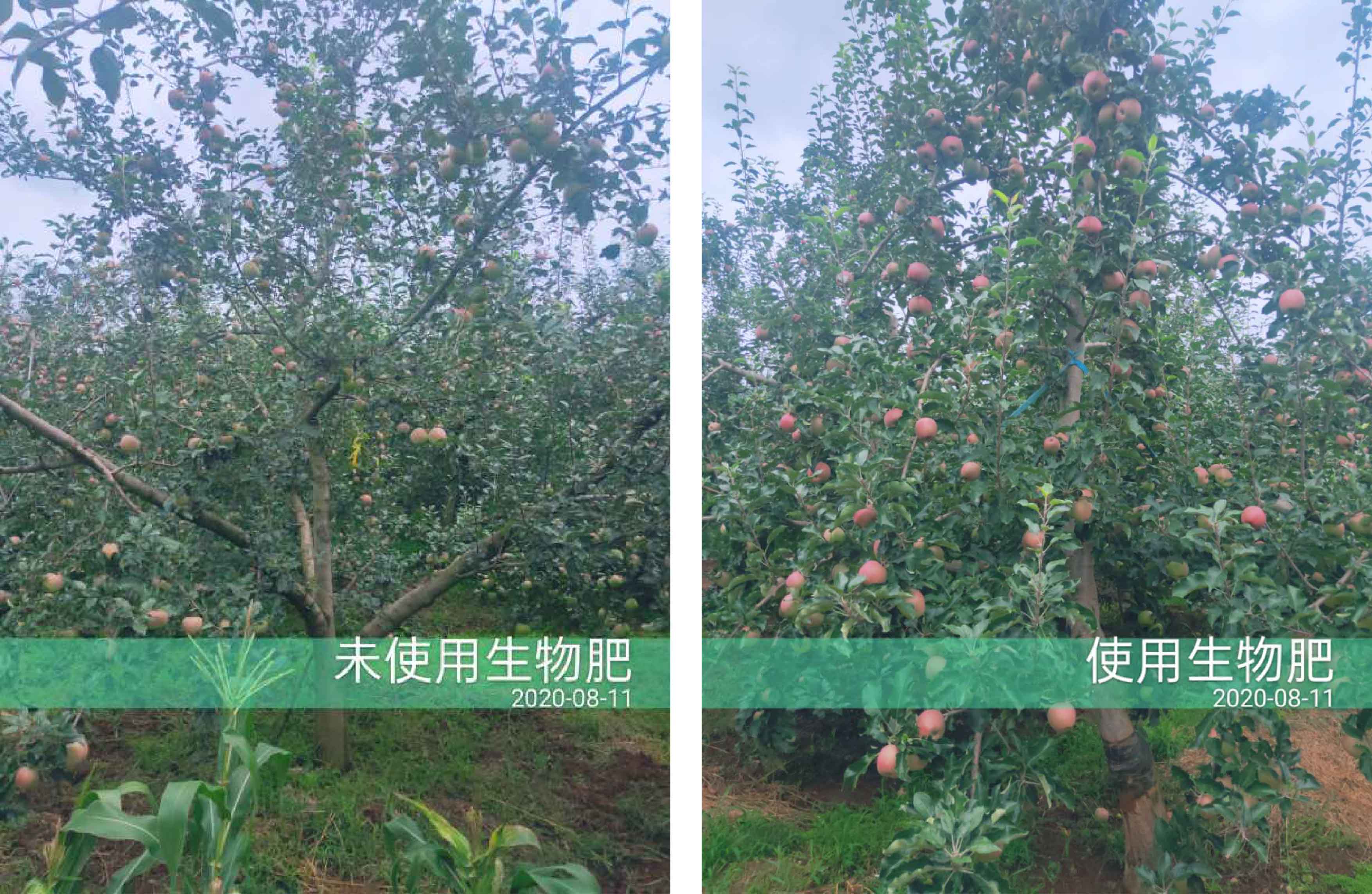 1598498613379816.jpg 對(duì)比1-01.jpg