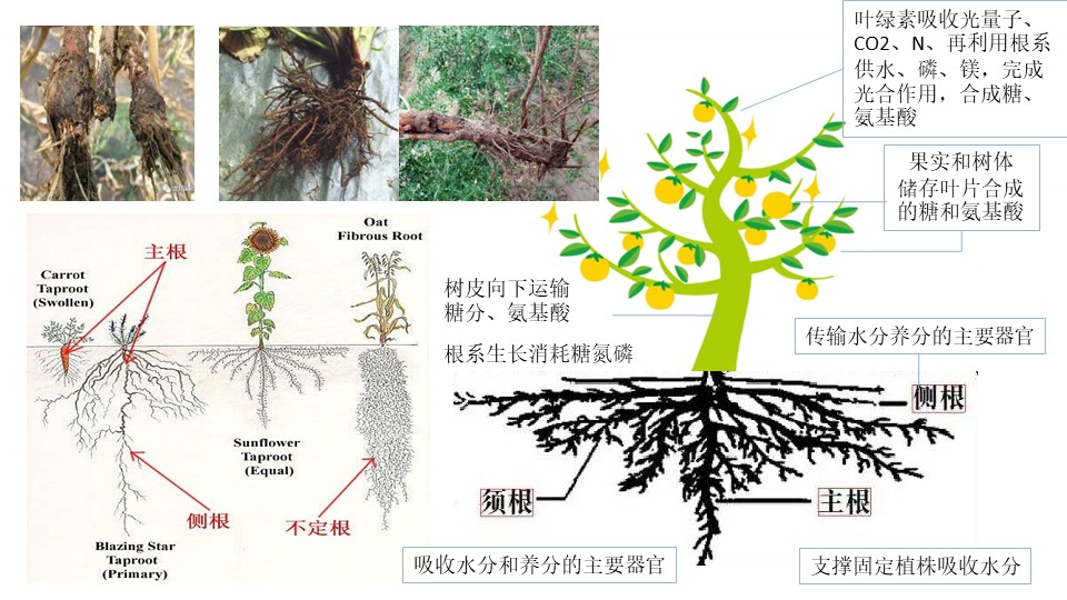 1683615566223689.jpg 趙總20221126-種植提質(zhì)增效-坤禾微生態(tài)肥-營銷培訓(xùn).jpg